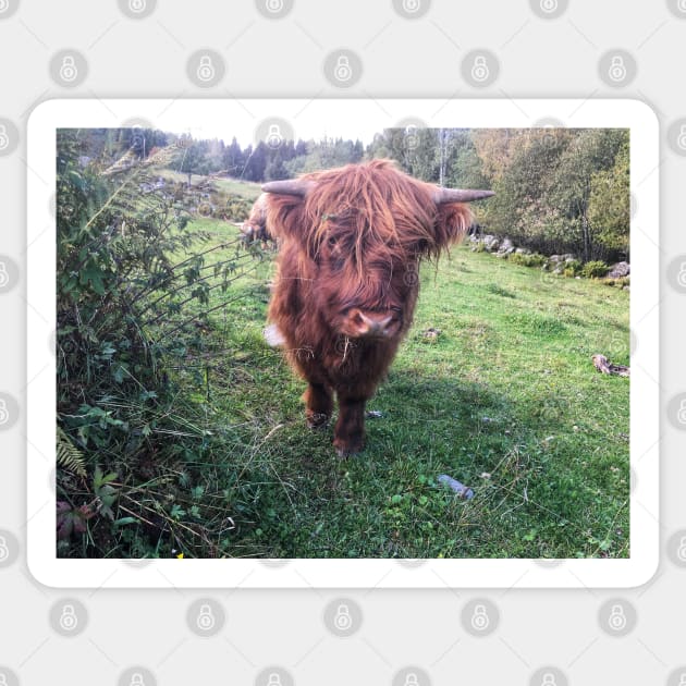 Scottish Highland Cattle Calf 2113 Sticker by SaarelaHighland